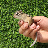 double yellow松鼠活物幼崽 金花魔王雪地松鼠幼崽活体宠物松鼠宝宝 金花小亚成1只