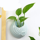 安言 壁挂花瓶墙上遮丑免打孔陶瓷创意悬挂式悬吊花盆绿萝简约水培 YY-壁挂-荷韵(天青)) 小