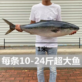 大鲅鱼黄狮鱼海鱼青甘鱼新鲜冷冻鲜活水产深海大鱼马鲛鱼礼盒装 18-20斤（一条）礼盒装 黄金鲅