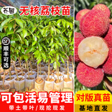 芥圃荔枝苗嫁接苗 官方旗舰 广西荔枝树苗南方种植可长10年大树果树苗 无核荔枝  【带土带叶发货】 2年苗 高度：50-70cm
