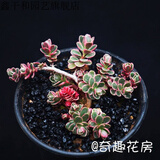 多肉植物精品组合多肉花盆迷你盆栽办公室多肉 藕色 小球玫瑰锦5-6头