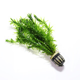 鱼缸造景后景真水草活体生态瓶蜈蚣草缸装饰金鱼藻类植物有茎类 蜈蚣草4杯(6-8颗)再给1杯