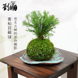 劉閣蘭花小型绿植盆栽 禅意掌上景观室内阳台庭院好养水培盆景 雾松苔藓球+托盘发货