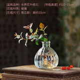 爱你一万年竹柏水培绿植驱蚊竹办公室内花卉绿植四季好养白掌水培红掌盆栽 【网红爆款】南瓜瓶+花叶络石2棵