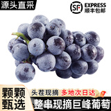 JDBMO葡萄巨峰葡萄新鲜【顺丰/JD多地次日达】乒乓球夏黑葡萄水果 3斤精品装 一级果【颗颗甄选+保温箱】
