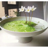 元井 风信子 一叶莲  一叶莲水培植物迷你碗莲水生睡莲金银莲水荷花 一叶莲8-13厘米 不含盆