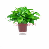 樱霞【顺丰上门】绿萝盆栽室内植物绿植水培长藤垂吊大叶绿箩阳台家用 120#红色盆自储水2盆+4包肥料