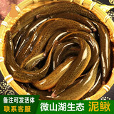 猫扑鱼（mao pu yu）微山湖土泥鳅 淡水鱼类 新鲜鲜活青鳅 大泥鳅 小泥鳅活体现杀 泥鳅一斤半装（去头净膛）净重600g