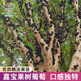 花翁嘉宝果树苗正宗树葡萄苗盆栽庭院绿植源头直发沙巴6年苗高1-1.3米