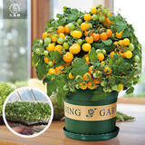 大禹菜苗秧蔬菜苗子大全活苗带土种苗秋冬季西红柿盆栽圣女果秧苗阳台 黄矮生番茄西红柿苗 6棵带土秧苗