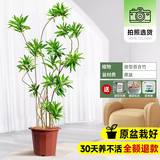 德沃多金心百合竹40-50cm原生胶盆大型植物盆栽客厅落地盆景源头直发