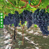 当年结果 六年大苗蓝宝石葡萄树苗盆栽地栽果树苗嫁接樱桃树苗苹果树苗李子树桃树苗南北方种植 无籽蓝宝石葡萄苗 3年苗当年结果