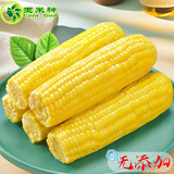 玉米神水果甜玉米棒8根1800g/3.6斤甜嫩新鲜开袋即食真空装低脂东北粗粮