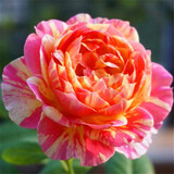 玩冒（WMO）玫瑰花大苗【3株+盆土肥】可自选当年开花大苗盆栽地栽耐寒花卉 莫奈【3棵+盆土肥】