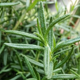 寿禾家庭花草盆栽香草植物迷迭香百里香甜罗勒九层塔阳台种植盆栽苗 迷迭香幼苗 5棵