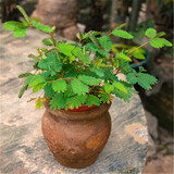 食用薄荷种子猫薄荷盆栽四季室内驱蚊虫植物阳台易种花卉种孑籽 含羞草50粒 不含盆