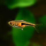 听白阁小型观赏鱼淡水鱼群游鱼冷水鱼热带鱼灯科鱼活体鱼红绿灯鱼观赏鱼 金三角灯鱼1条