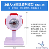 蓝蝶专业版医用仿真人体眼球构造解剖模型 眼睛结构人体教学五官科构造可拆卸眼珠6倍放大 医学仪器具 3倍高级眼球