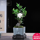 幼薇小叶栀子花四季盆栽植物室内好养办公室桌面带盆景花苞开花小绿植 栀子花+祥瑞狮瓷盆+方形底盘 带盆栽好