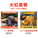 专吃鱼屎粪便黄金小河蚌河蚬淡净水观赏螺鲜活物黑金刚贝壳苗活体 大缸套餐【除藻、除粪、观赏】