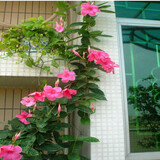 素颜双线藤飘香藤花苗盆栽双喜藤室内四季常青花卉观花攀爬类植物庭院 粉色+红色各一盆