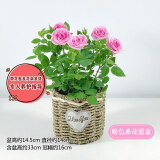 锦枫（jinfeng）玫瑰花盆栽 大盆带花苞室内好养的花卉观花植物绿植苗 粉色花篮盆(玫瑰花颜色) 含盆
