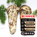 土地母亲计划 雅江松茸菌未开伞新鲜松茸鲜菌菇冷链空运现货快至24H达团购送礼 出口标准未开伞12-14cm 500g