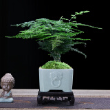 幼薇文竹盆栽植物室内绿化四季迷你办公室绿植摆件桌面好养创意小盆景 文竹+祥瑞狮陶瓷盆+方形底盘 带盆栽好