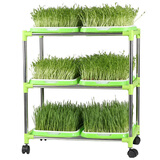 种菜记芽苗菜育苗盘套装水培蔬菜特色纸上种菜无土栽培立体芽苗菜架 加密盘(不带盖)3层/6盘套餐