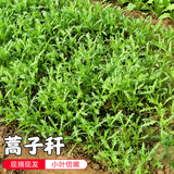 密水农家密云农业 新鲜蒿子秆 火锅蔬菜 鲜嫩味浓青菜 蒿子秆 400g