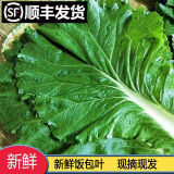 鹿凌青白菜叶饭包东北大白菜叶子新鲜蘸酱蔬菜大饭包打饭包菜叶发顺丰 10片白菜叶无酱