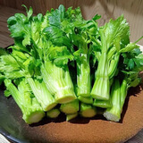 云南新鲜水果清芹芽可生吃的芹菜当季现采现发新鲜网红菜绿色青菜 500g