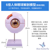 蓝蝶医学人体眼球模型六倍放大眼睛五官科眼球结构造解剖教学仪器眼珠 6倍放大眼球-有12个标识款