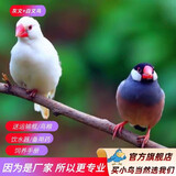 万宠汇 鸟活体虎皮鹦鹉宠物鸟活物虎笼养珍珠鸟活体灰文白文宠物鸟活体 灰文+白文（一公一母）