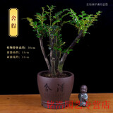 小叶紫檀盆景树桩盆景绿植物室内四季常青盆栽黑骨茶树苗名贵老桩 大号【舍得紫砂盆】 栽好发货
