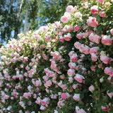 誉满园（yumanyuan）蔷薇花种子爬藤月季四季开花爬墙攀援庭院室花卉盆栽植物玫瑰种子