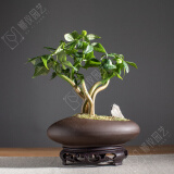 OIMG发财树盆栽五福发财树盆栽绿植物办公桌书房茶几好养树中式禅意盆 鹅蛋盆五福发财树+密胺底托 带盆栽好