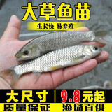 草鱼鱼苗活体淡水养殖食用吃草皖半斤食蚊鱼塘鱼缸观赏鱼草鱼苗批发 20条6-8厘米草鱼苗送10%防损
