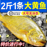 颐菁泽 黄花鱼 大黄鱼 鲜活船冻国产东海净重无冰年货海鲜礼盒元旦送礼  2斤/条（2条装）