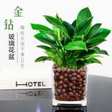 【吸甲醛植物】大叶金钻盆栽室内绿植办公室客厅四季常青水培好养 一盆金钻+方缸玻璃盆+陶粒 一盆三颗【下单就送颗粒肥】