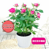 锦枫（jinfeng）玫瑰花盆栽 大盆带花苞室内好养的花卉观花植物绿植苗 玫红色玫瑰(白色仿木桶盆) 含盆