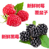 【顺丰航空】新鲜树莓 覆盆子 红树莓 新鲜水果  独立包装 红树莓1盒+黑莓1盒 树莓黑莓易坏，收到及时打开