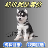 井莎哈士奇幼犬哈士奇犬活物二哈宠物狗狗活体雪橇犬小狗幼崽 混血级 母
