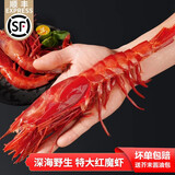 七月的海红魔虾特大鲜活刺身海鲜绯红虾生腌胭脂虾甜虾刺身生吃海鲜 尝鲜价 20-25条/盒 11-14cm