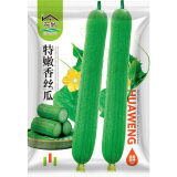 花翁 特嫩香丝瓜种子10克/袋 大长型早熟阳台盆栽蔬菜种籽 厂商封装