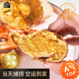 广东正宗头手黄油蟹 鲜活特大膏油蟹节送礼海鲜礼盒 1只全油头手黄油蟹（5两左右）
