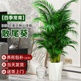 临雅散尾葵植物盆栽客厅大型绿植室内落地办公室凤尾竹常青源头直发