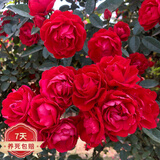 红木香爬腾花 红木香花苗庭院阳台爬藤植物盆栽 z5 四季红木香1-1.3米左右高度