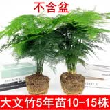 文竹盆景植物 室内绿色盆栽桌面观叶花卉绿植 大文竹5年苗【2盆】 不含盆