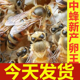 中蜂王种王蜜蜂产卵交尾王活体本地王阿坝杂交新开产王土蜂交尾王 阿坝开产15天新王